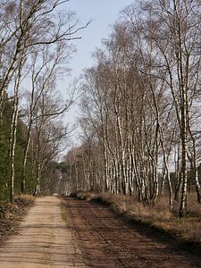 An der Grenze zwischen der Tongerense Heide und dem Wisselse Veen (Porträtformat)