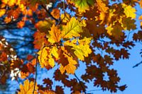 Autumnleafs in sunlight