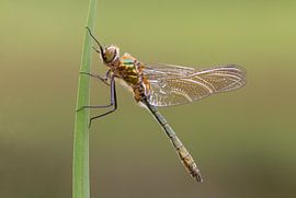 Smaragdlibel by Marcel Klootwijk