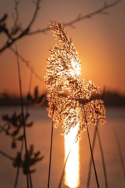 Frühe Morgensonne von Yme Raafs
