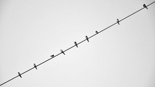 Zwaluwen op een draad.