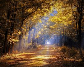 Morning sun sur Arjanne Gols