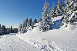 A snow-covered mountain path through the icy forest of the Stuhleck by Tomherkules