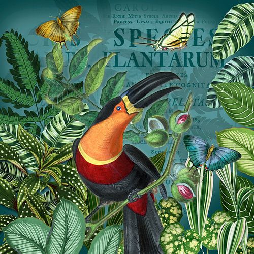 De groene wereld van de Toekan