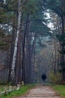 Hollandse herfst kleuren in het bos