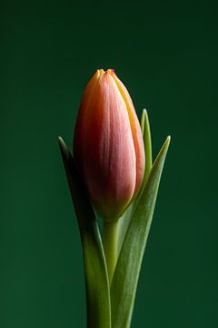 Die Tulpe (mit grünem Hintergrund) von Marjolijn van den Berg