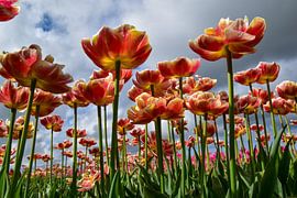 Tulips by Monique Verlouw