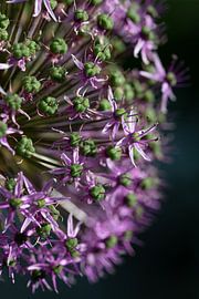 blühender kugeliger Lauch