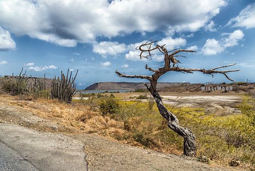 L'arbre bizarre de St Willibrord Curaçao