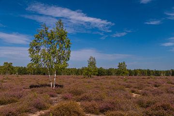 Birch in the heath landscape by Holger Spieker