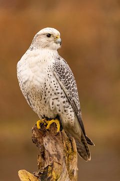 Giervalk, Falco rusticolus van Gert Hilbink