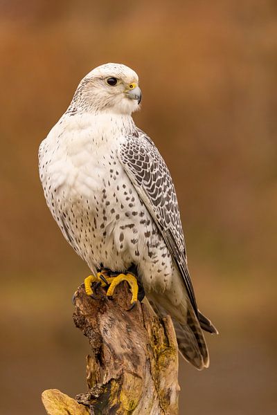 Vulture falcon, Falco rusticolus by Gert Hilbink