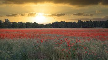Rotes Mohnblumen Feld