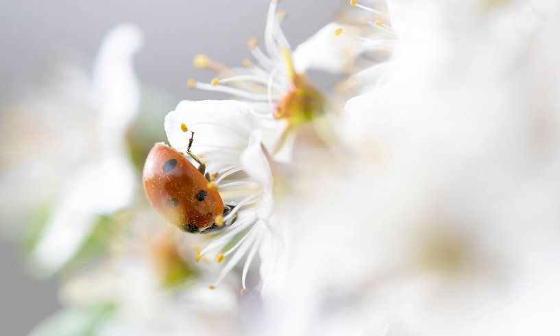 Marienkäfer in Schlehdornblüte von Henk Groenewoud
