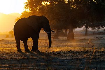 Elephant by Marco Kost