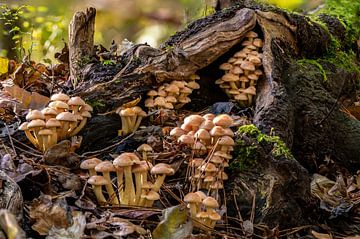 Een paddenstoelendorp op de heuvel. van Els Oomis