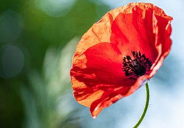 Coquelicot sur Lisa Dumon