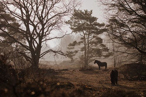 Landschap met paarden