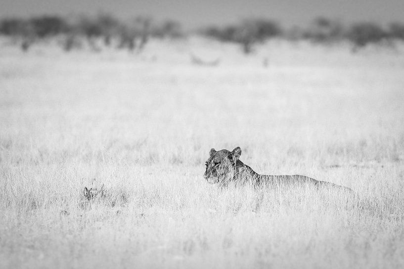 Portrait d'un lion (Panthera leo) par Remco Donners