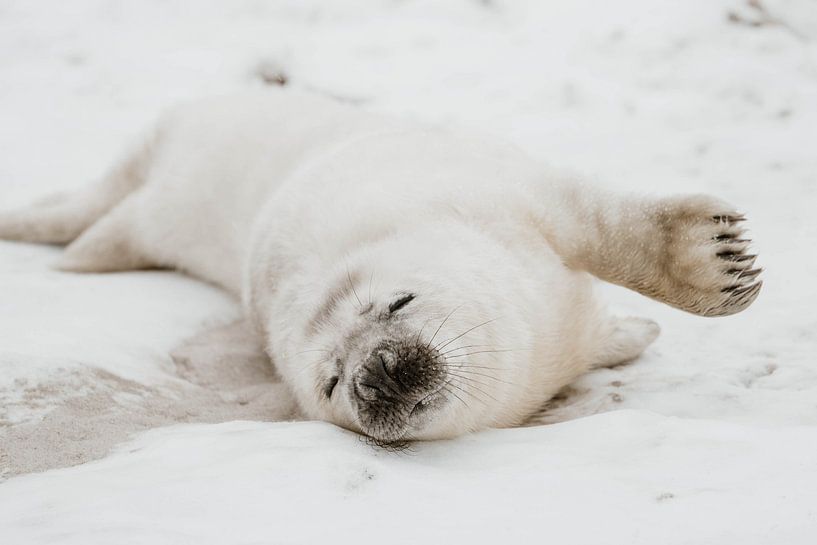 Chiot phoque | Helgoland | Allemagne par Inge Pieck