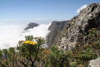 Tafelkleed van Tafelberg Kaapstad