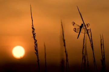 Bandheidelibel at sunrise by Erik Veldkamp