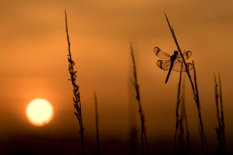 Bandheidelibel au lever du soleil par Erik Veldkamp