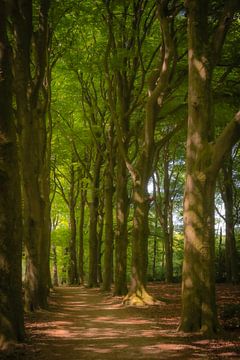Waldweg von Elke van Putten