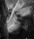 olifanten van Ed Dorrestein thumbnail