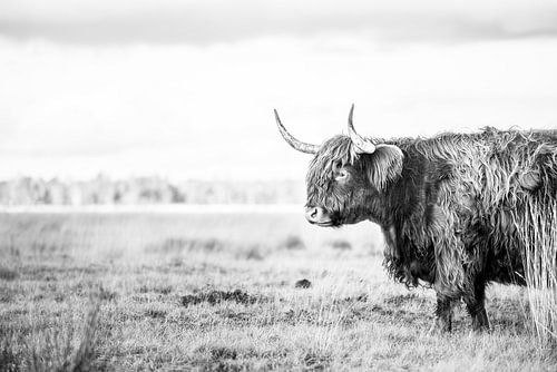 Highlander écossais