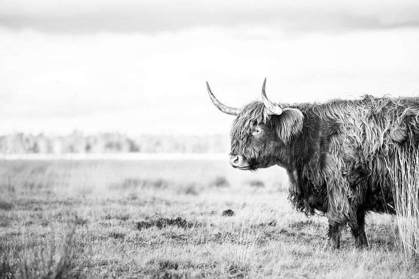 Scottish Highlander by Jantine Prins