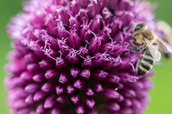 Fleur d'Allium