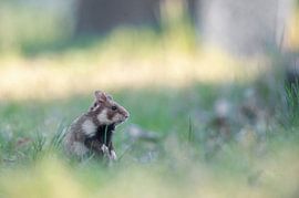 Europaeischer Feldhamster von Vienna Wildlife