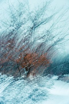 Wolfhezerheide Teil 163 von Tania Perneel