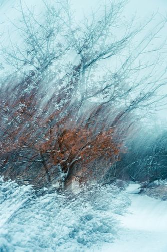 Wolfhezerheide part 163