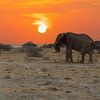 Eléphant d'Afrique au coucher du soleil sur Tilo Grellmann