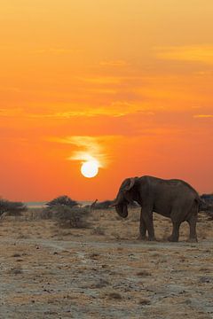 Afrikaanse olifant in de zonsondergang