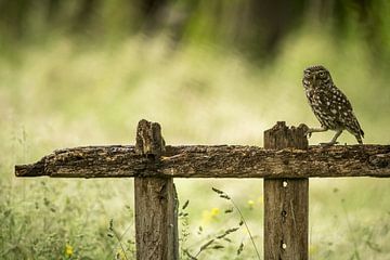 Steenuil op een oud hek