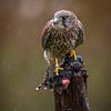 Turmfalke von Andy van der Steen - Fotografie