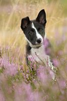 Border Collie puppy - Dreamy Heather