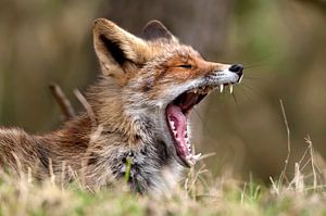 Fuchs