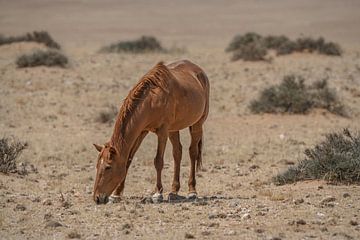 Wild paard in Garub in Namibië, Afrika van Patrick Groß