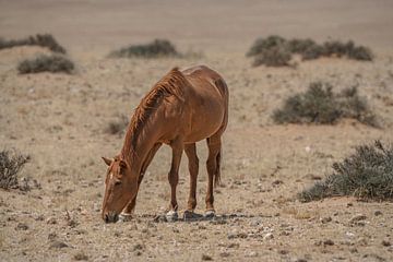 Wild horse in Garub in Namibia, Africa by Patrick Groß