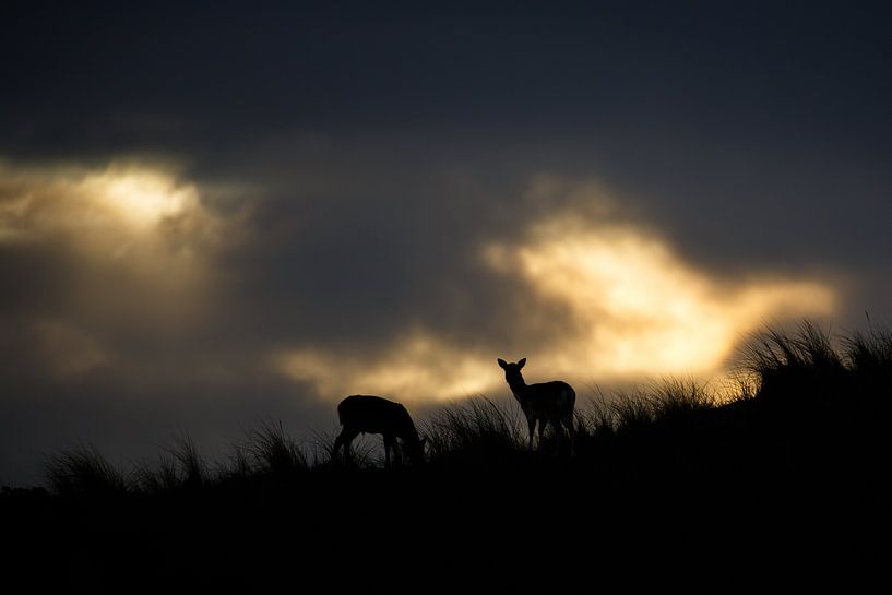 Laatste licht van de dag par Pim Leijen