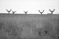 cerf rouge