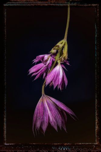 Fleurs anciennes 2