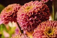 Colourful dahlias