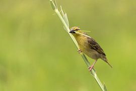 Weaver nesting by Marijke Arends-Meiring