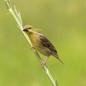 Weaver nesting by Marijke Arends-Meiring