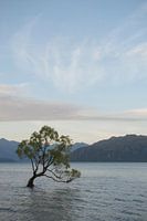 "That Wanaka Tree"